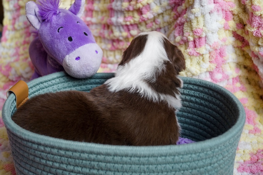 купить щенка австралийской овчарки