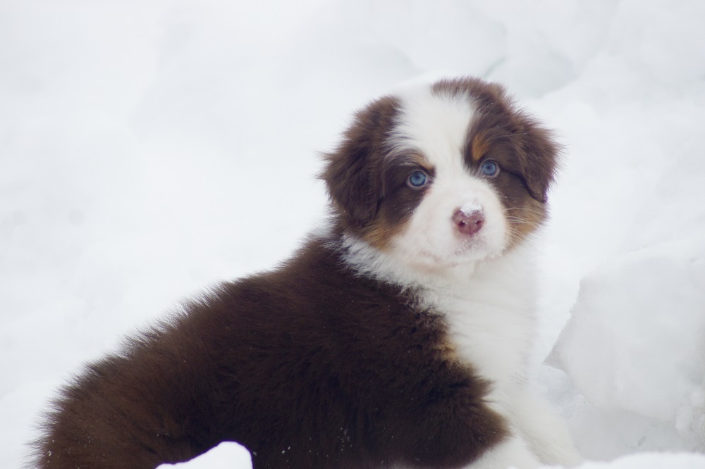 питомник аусси москва