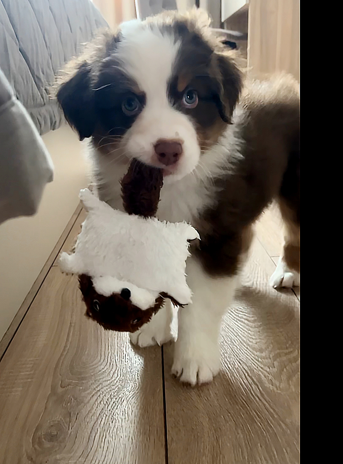 купить щенка австралийской овчарки длинный хвост