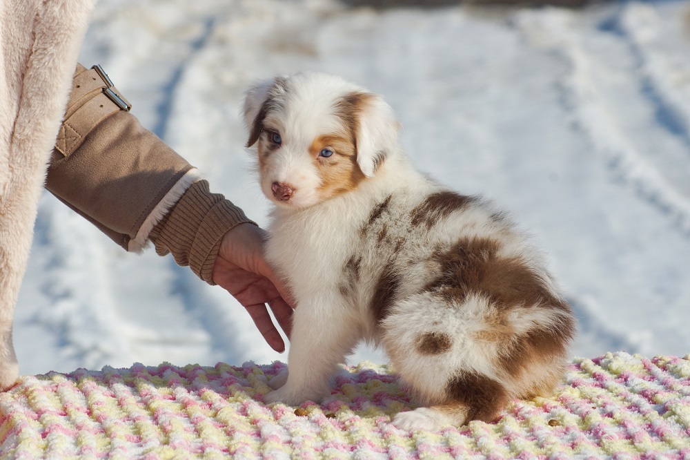 щенки австралийской овчарки