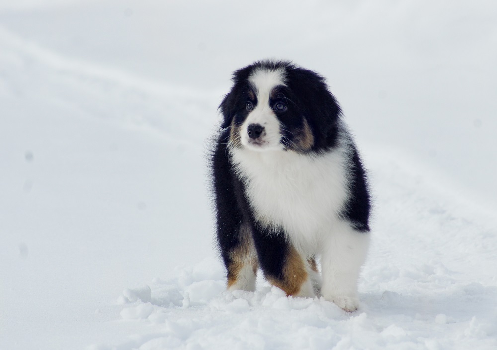 питомник австралийских овчарок