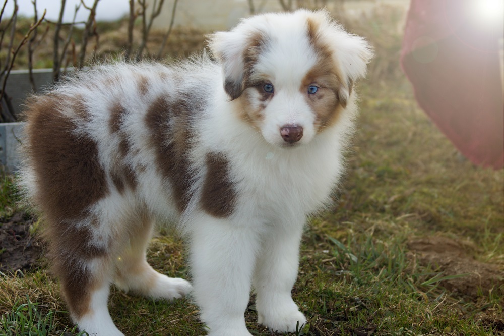 щенки австралийской овчарки