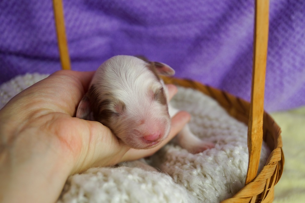 купить щенка аусси