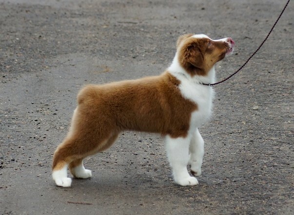 аусси красный триколор купит