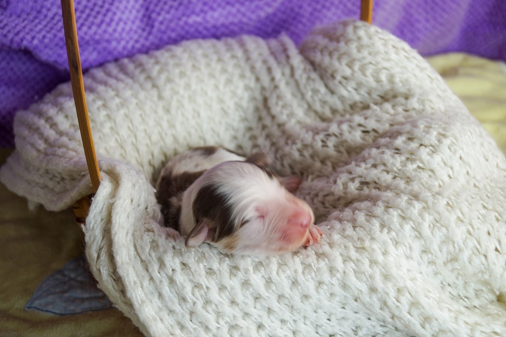 австралийская овчарка купить