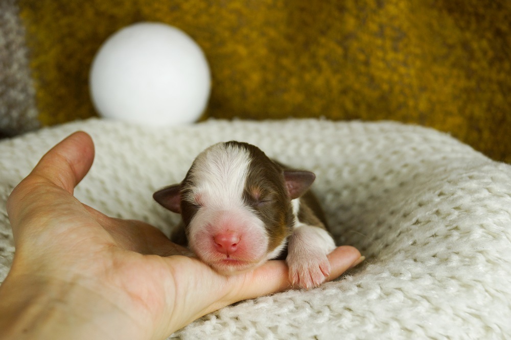 купить щенка австралийской овчарки