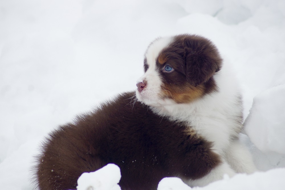 питомник аусси москва
