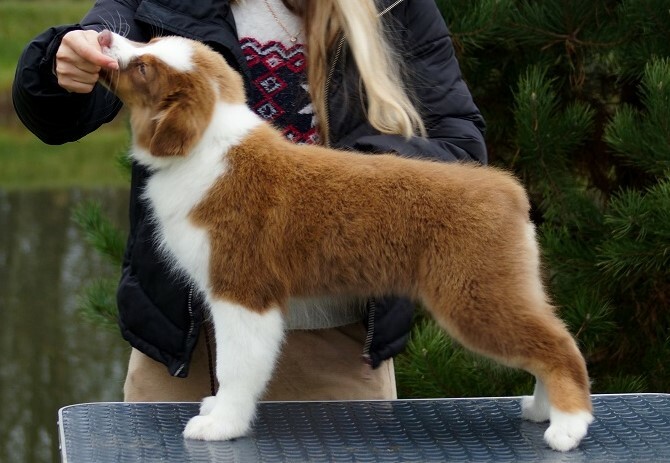 питомник австралийских овчарок москва