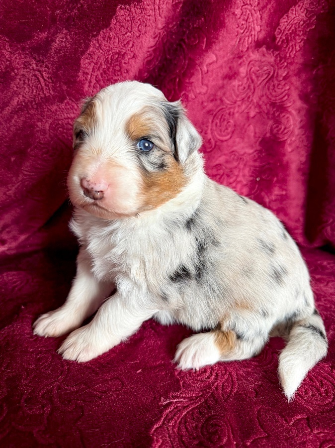 щенки аусси мрамор с хвостом