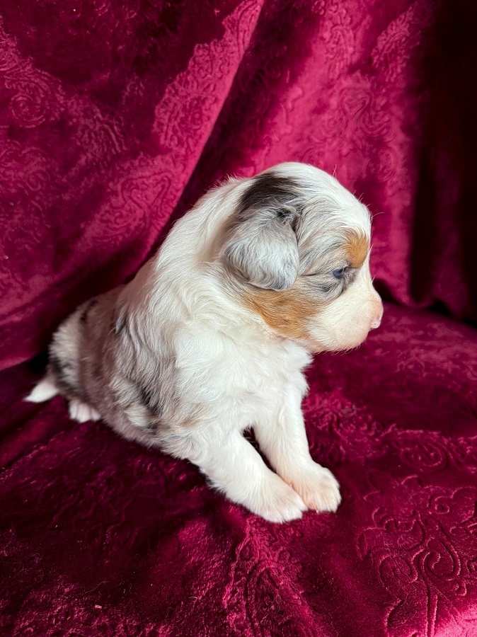 купить щенка аусси с длинным хвостом