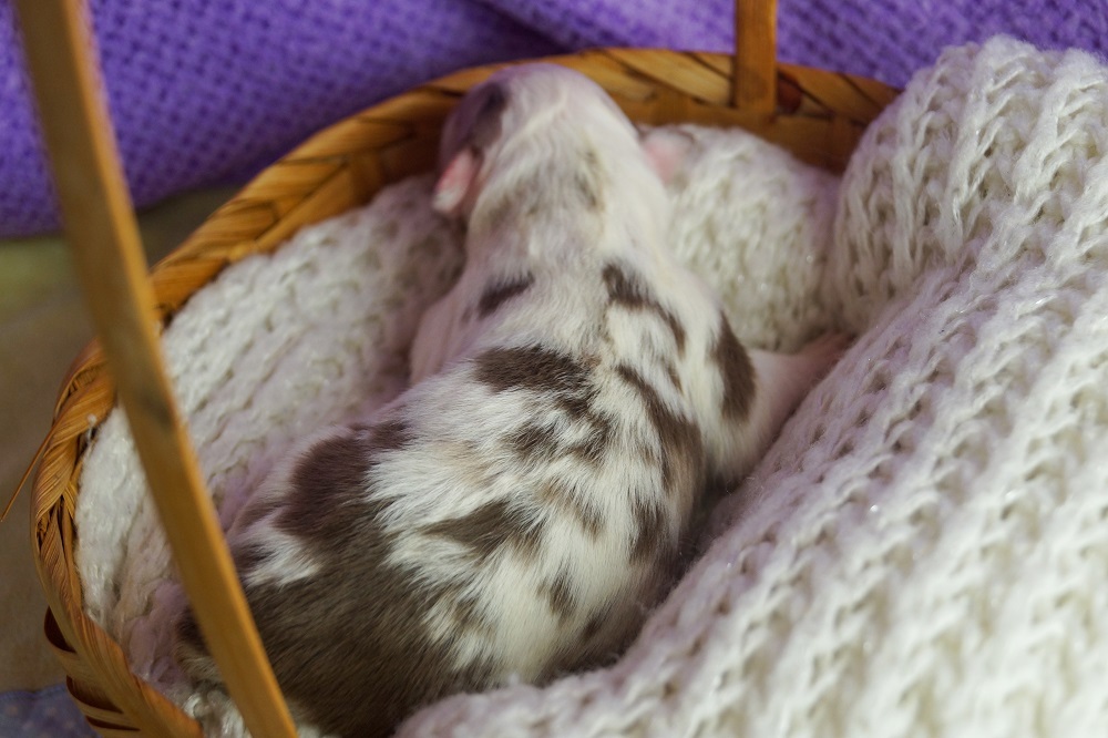 щенки австралийской овчарки