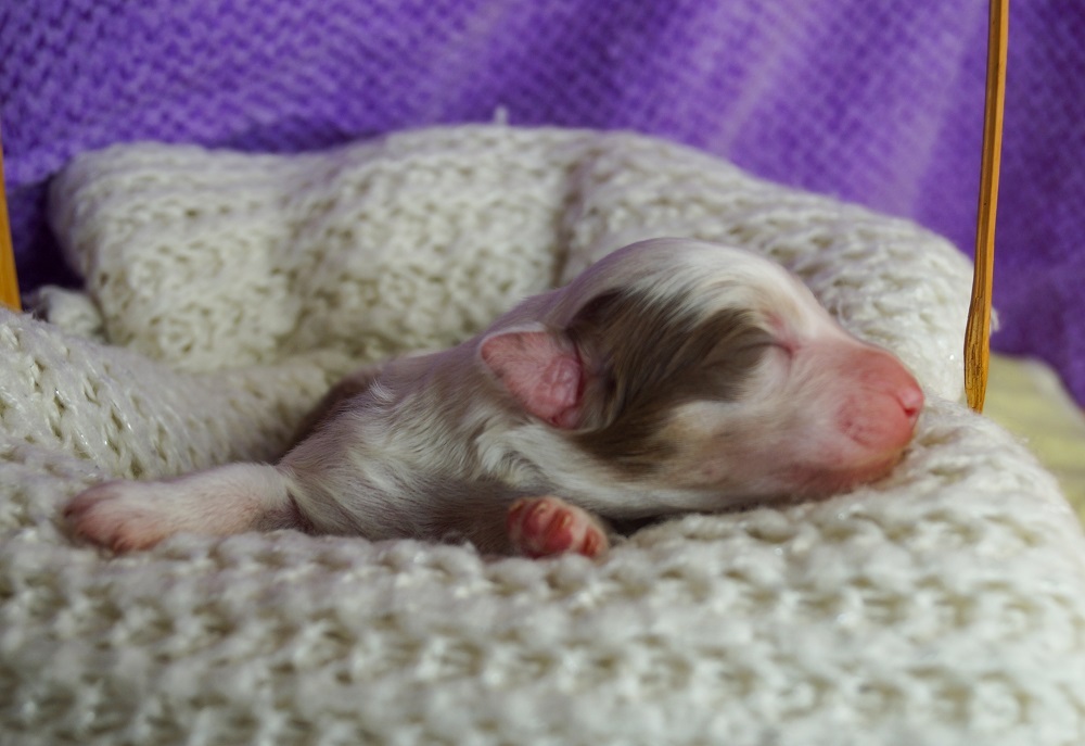 питомник австралийских овчарок