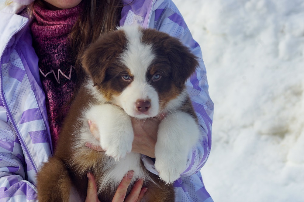 питомник аусси москва