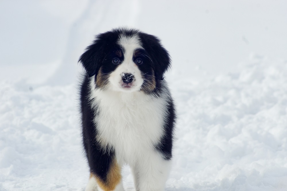 щенки аусси