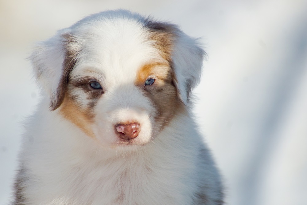 щенки аусси