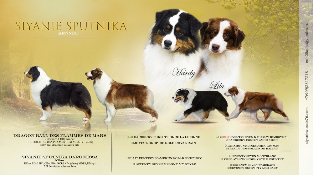 щенки австралийской овчарки