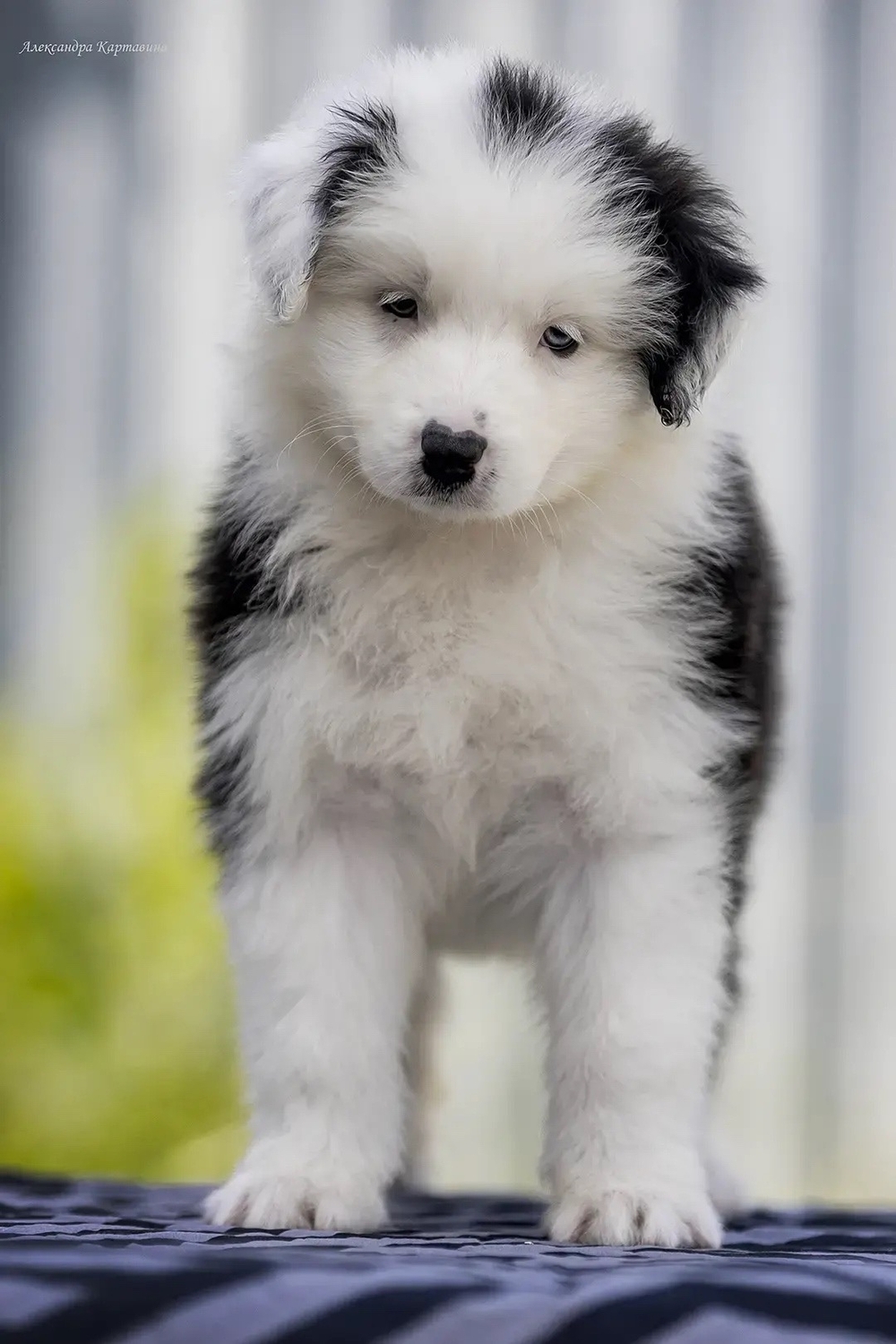 australian shepherd puppy kennel
