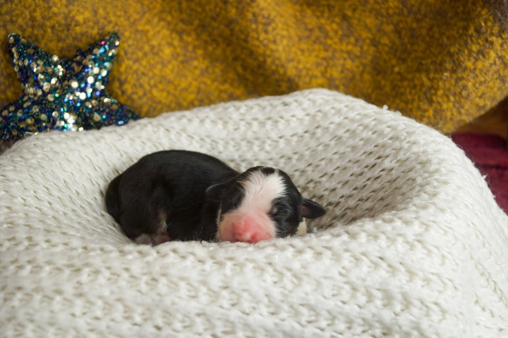 купить щенка аусси москва