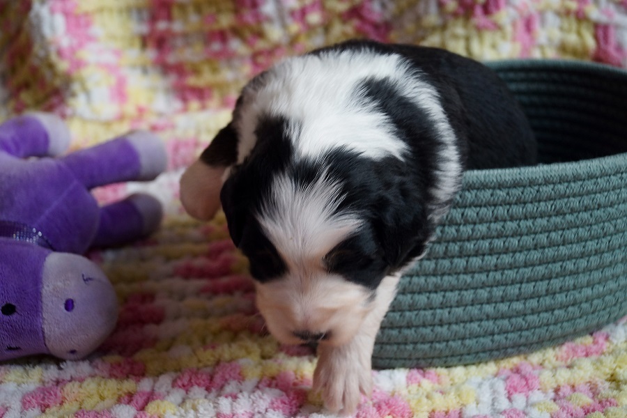 щенки австралийской овчарки купить