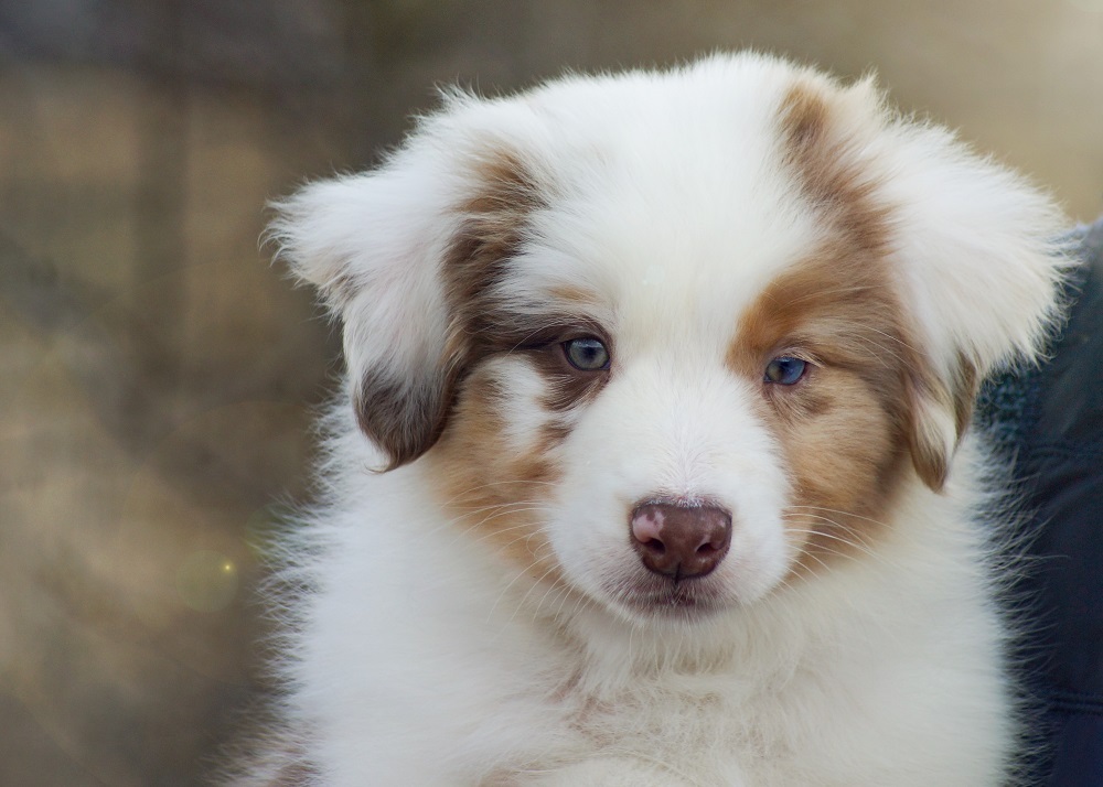 щенки аусси