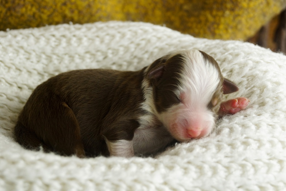 щенки аусси красный триколор