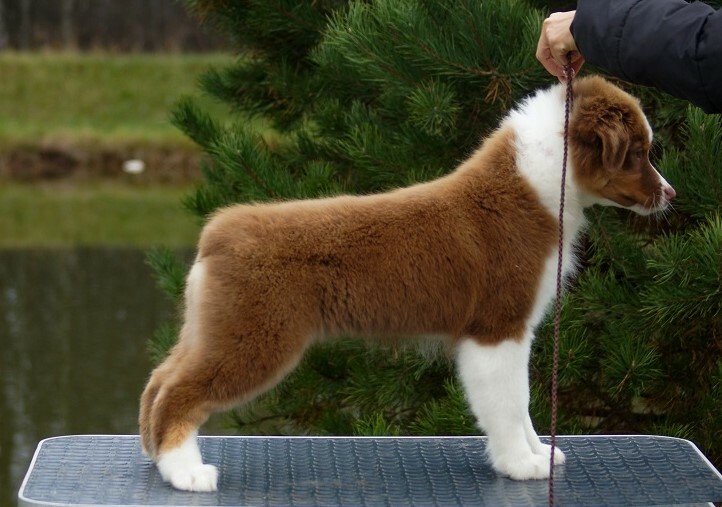 щенки австралийской овчарки