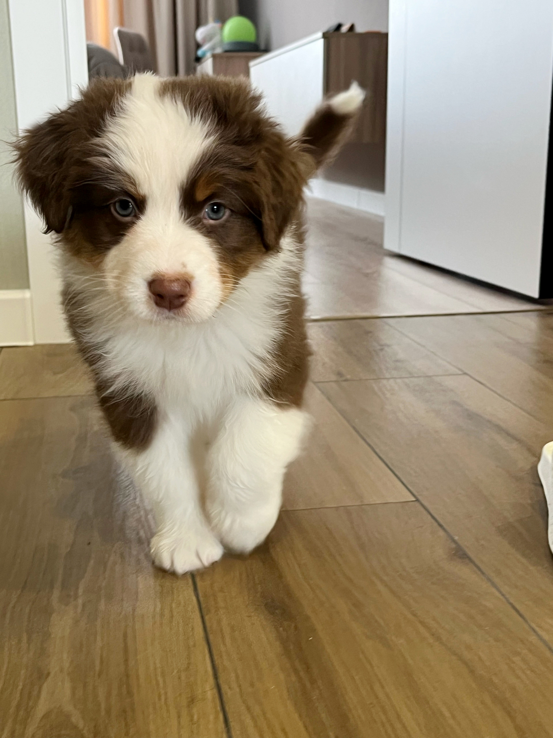 питомник аусси москва