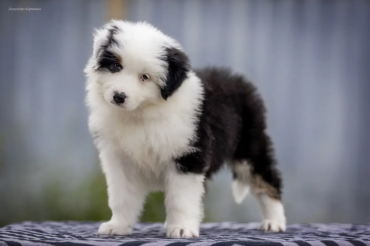 aussie puppy for sale