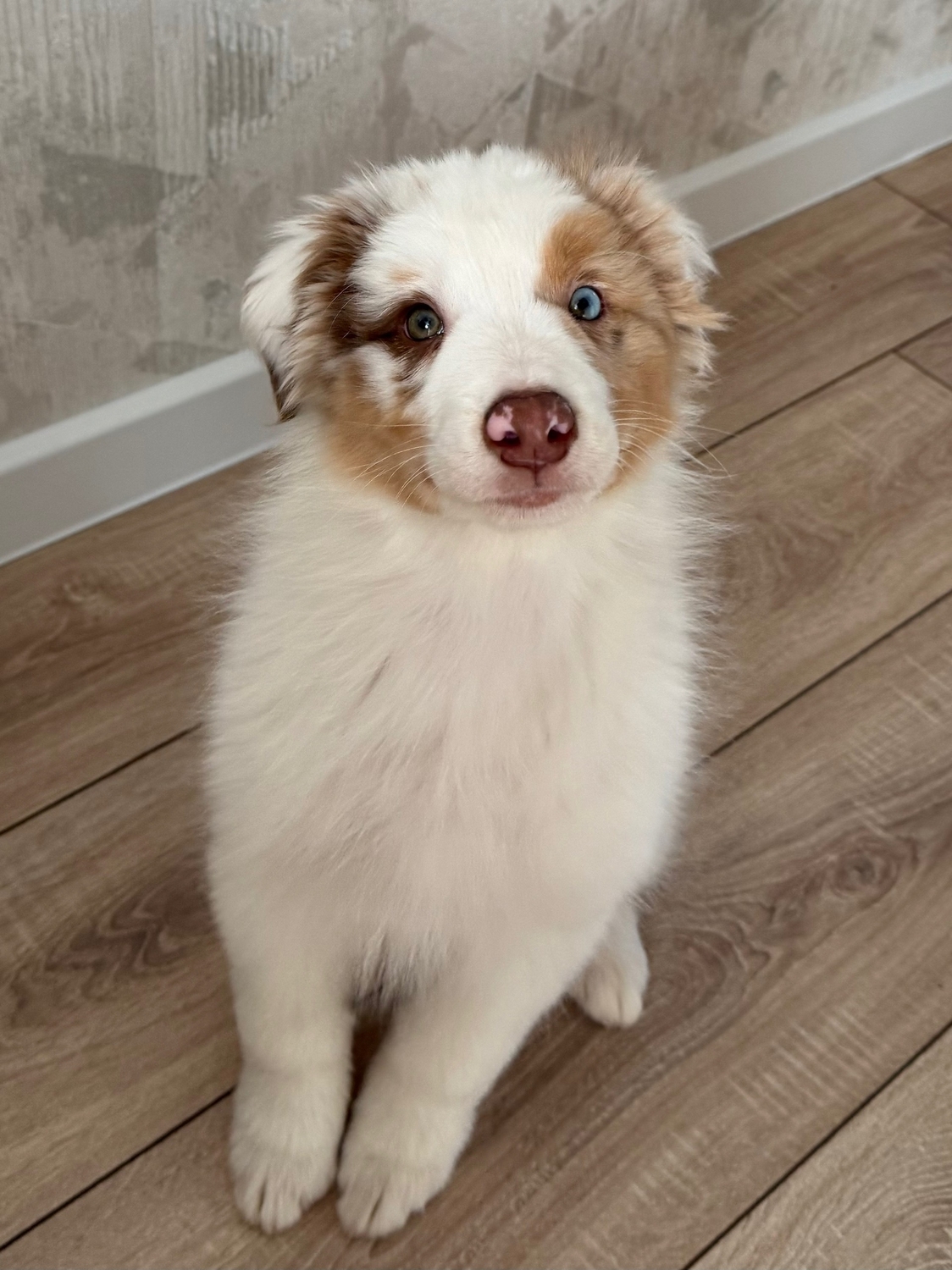 купить щенка мрамор ярославл