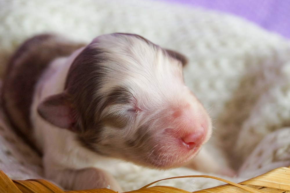 питомник аусси Ярославль