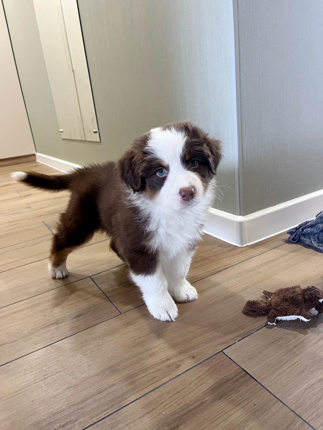 щенки австралийской овчарки