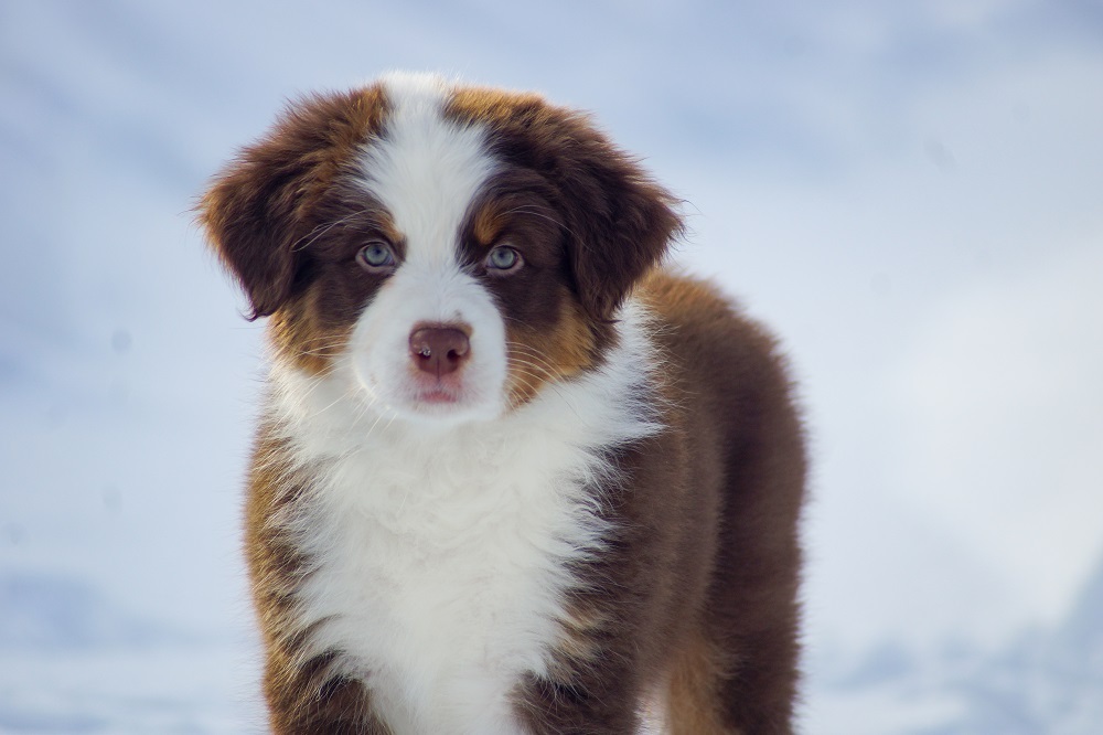 купить щенка австралийской овчарки