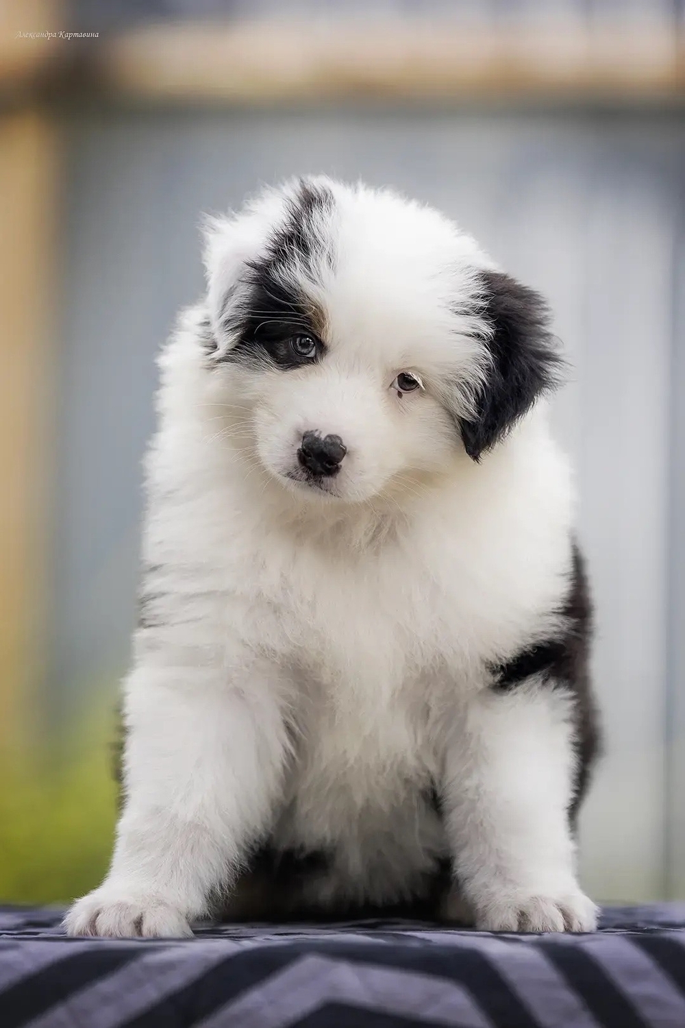 aussie puppy with long tail