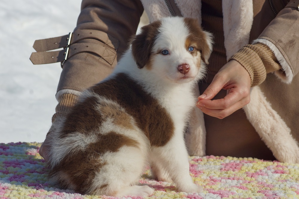 австралийская овчарка мраморные щенки купит