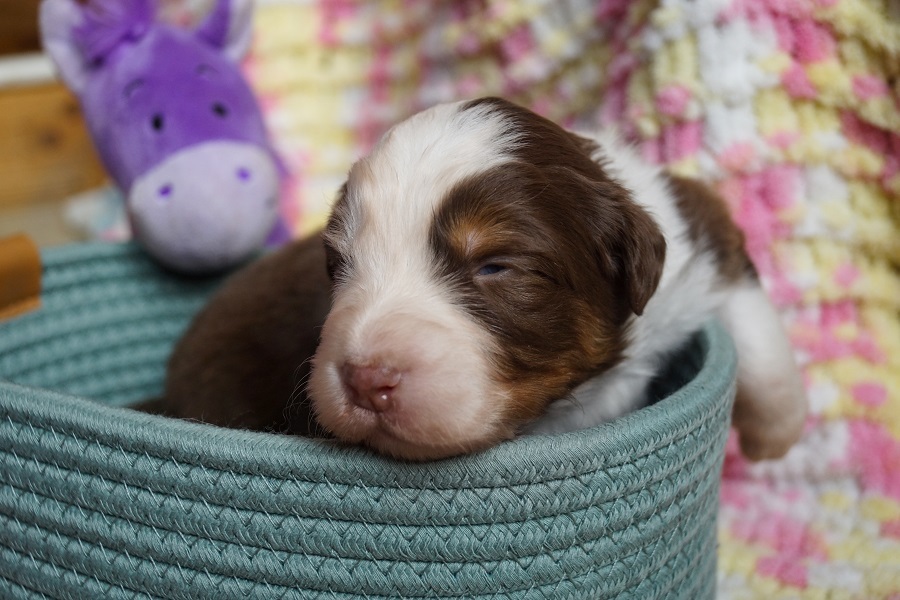 питомник аусси москва