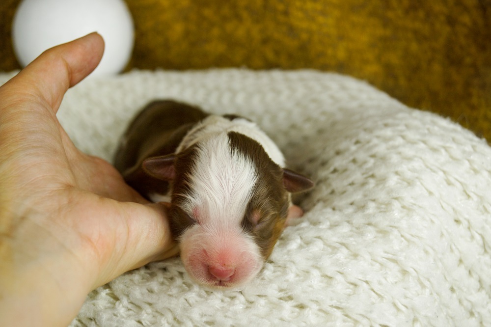 питомник аусси москва