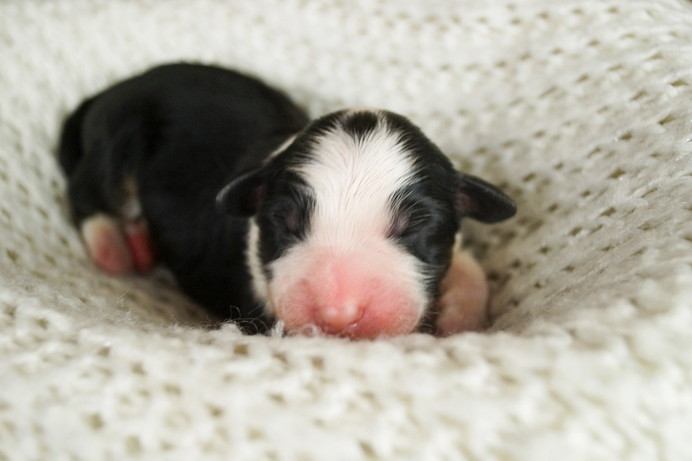 щенки австралийской овчарки купить