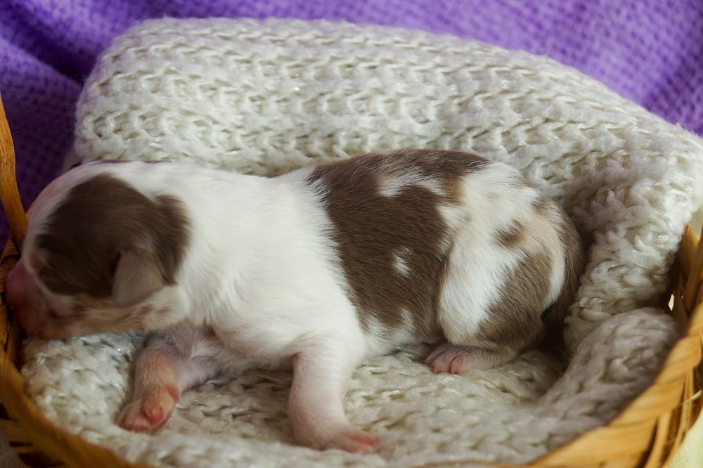 щенки австралийской овчарки в москве купить