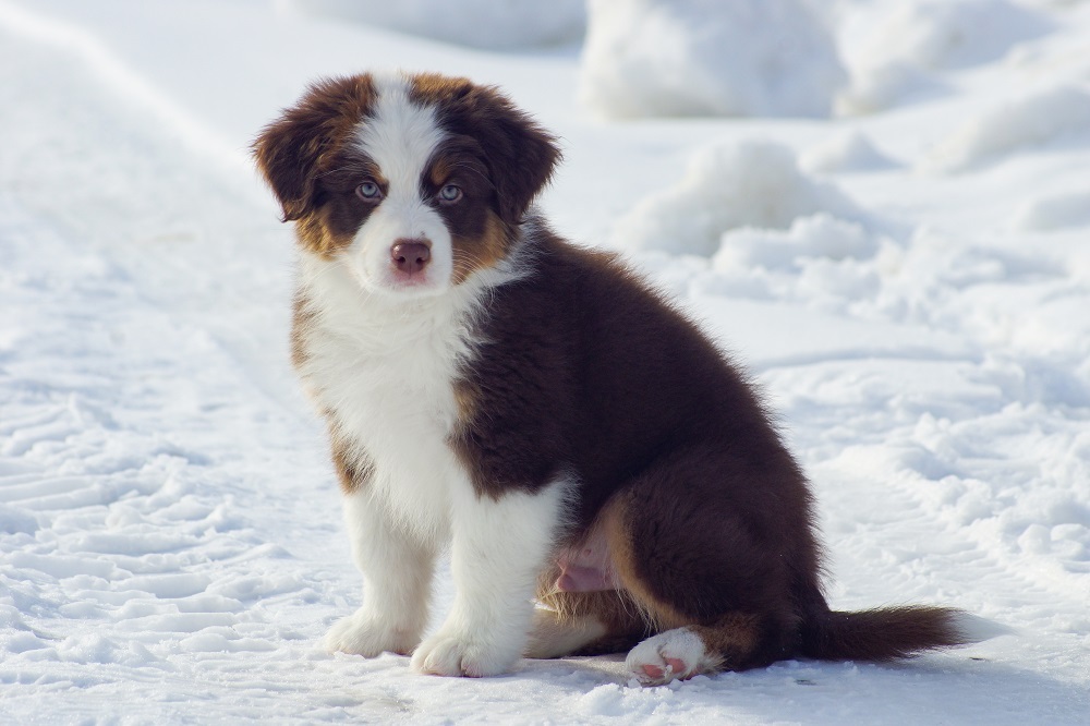 питомник аусси москва