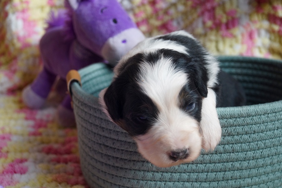 аусси черный триколор