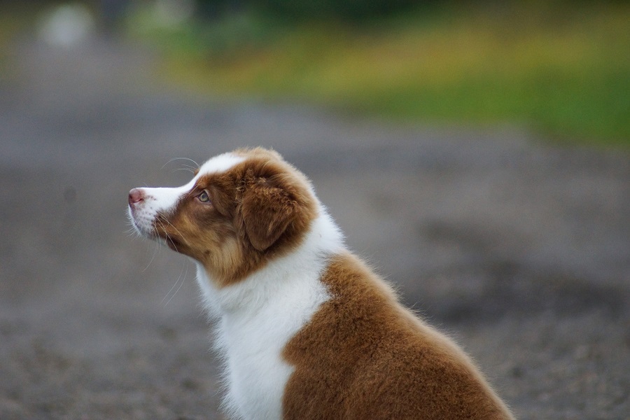 питомник аусси москва