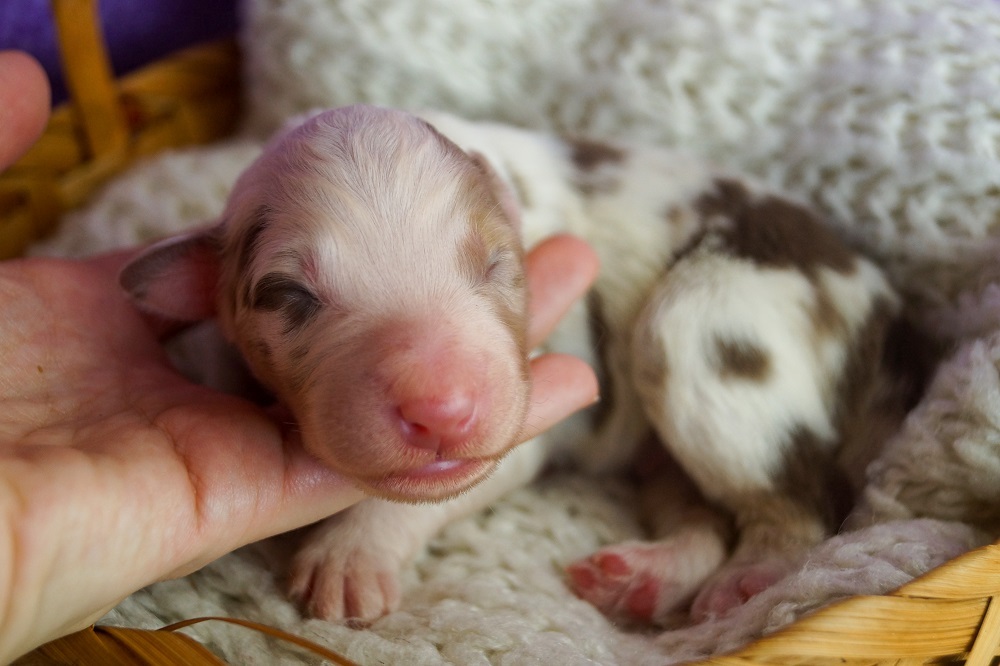 купить щенка мрамор