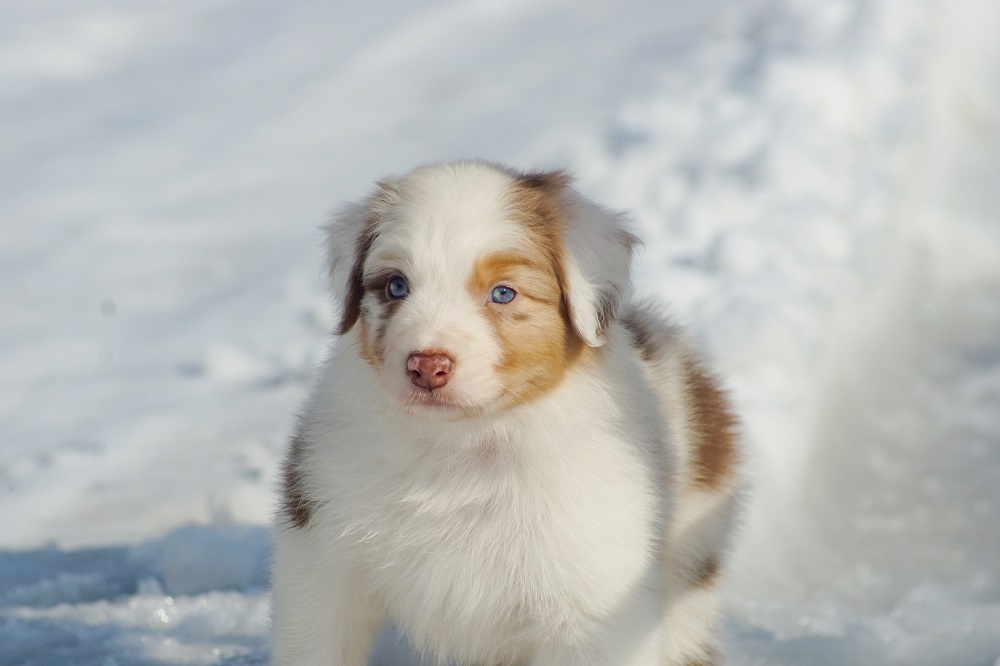 купить щенка мрамор