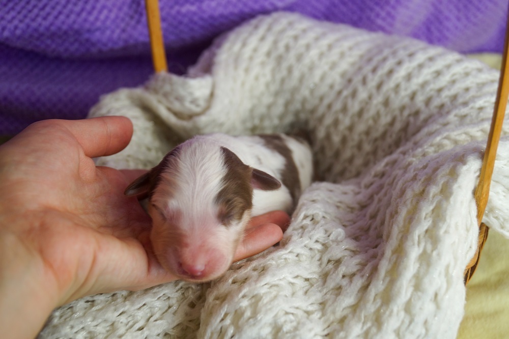 австралийская овчарка мраморные щенки купит