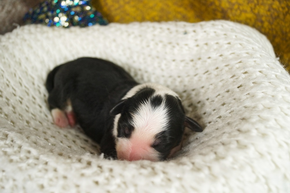 аусси австралийская овчарка щенки красный триколор голубой мрамор