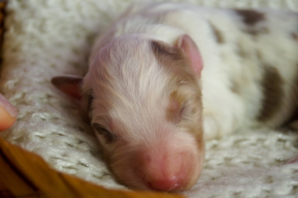 щенки аусси