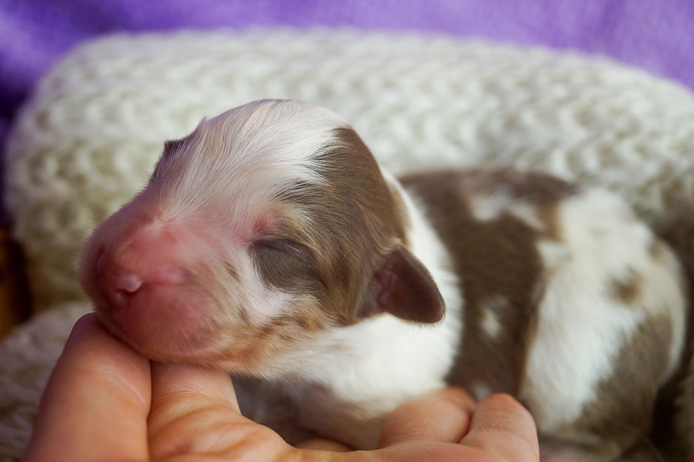 питомник австралийских овчарок москва