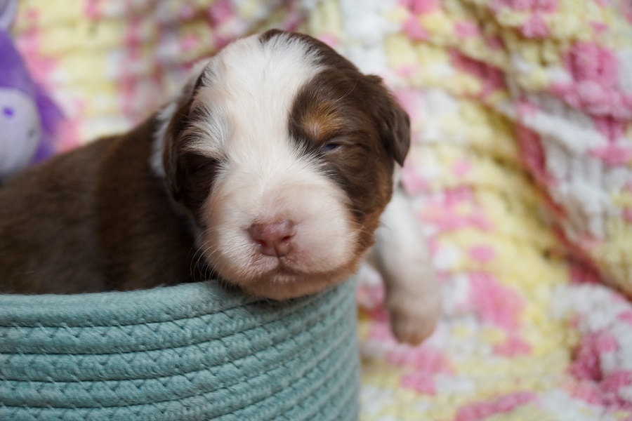 щенки аусси красный триколор