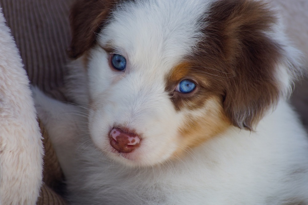 австралийская овчарка купить