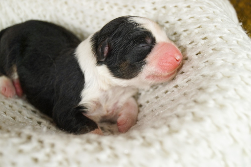 аусси черный триколор